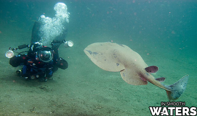 Atlantic Torpedo Ray