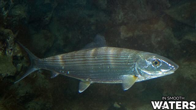 7 bonefish de poisson très rapides