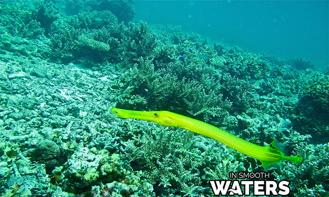 Les poissons qui peuvent se camoufler : Trompette 