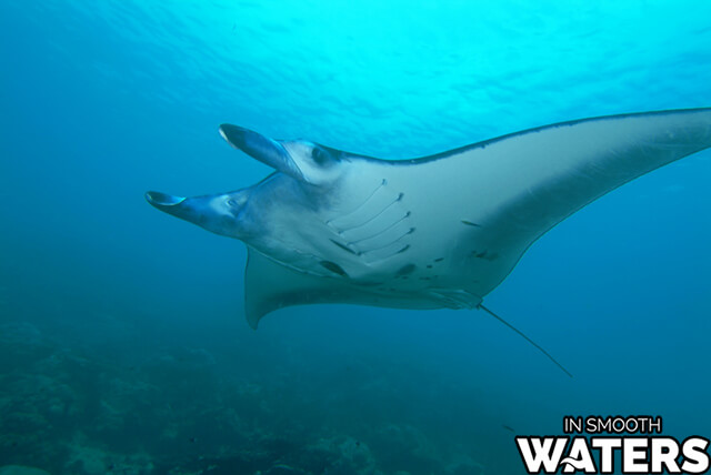 Raie Manta de récif : 18 pieds