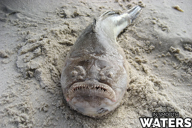 8 most ugly fish northern stargazer