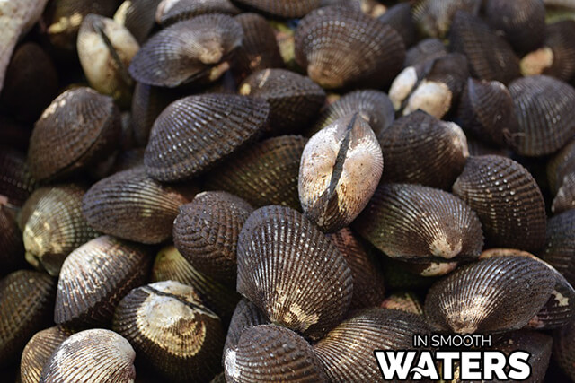 9 peces con la almeja de vida más larga 2