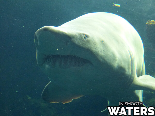 Caché dans les lacs et les rivières : les 10 poissons d'eau douce les plus dangereux (liste des tueurs mortels) 11 Un requin taureau mortel
