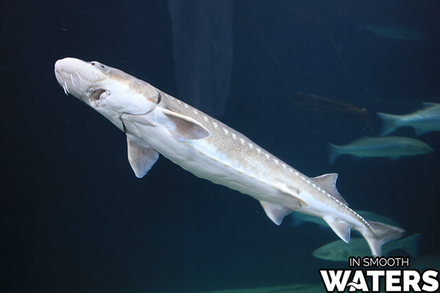 9 poissons de mer géants esturgeon blanc 2