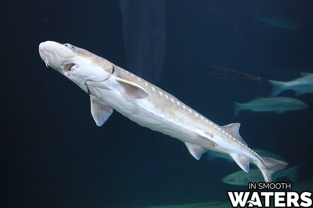 White Sturgeon: 20 feet