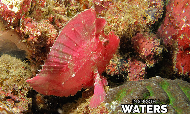 Fish That Camouflage: Leaf Scorpionfish