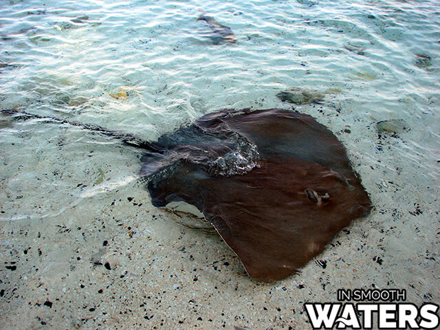 9 largest fresh water fish stingray