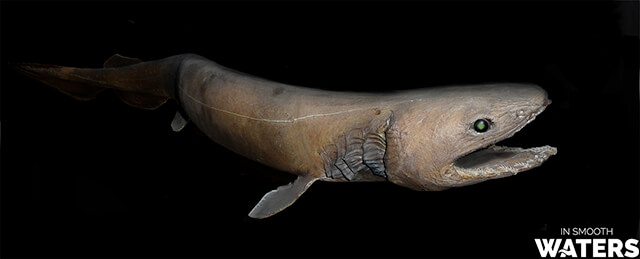 9 grimme fisk frilled shark