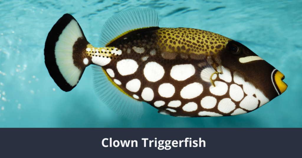 The 10 Most Beautiful Fish in the World Clown Triggerfish