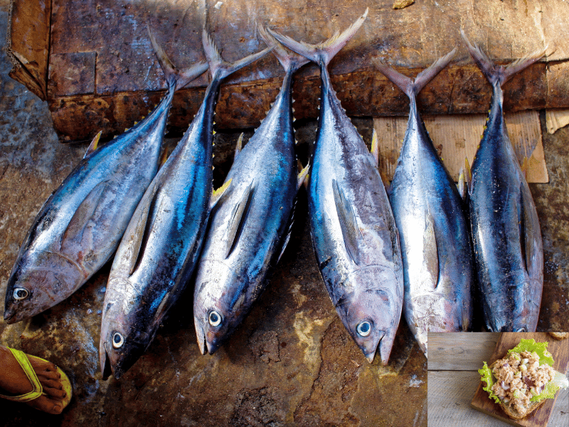 Meist überfischter Fisch Weißer Thun