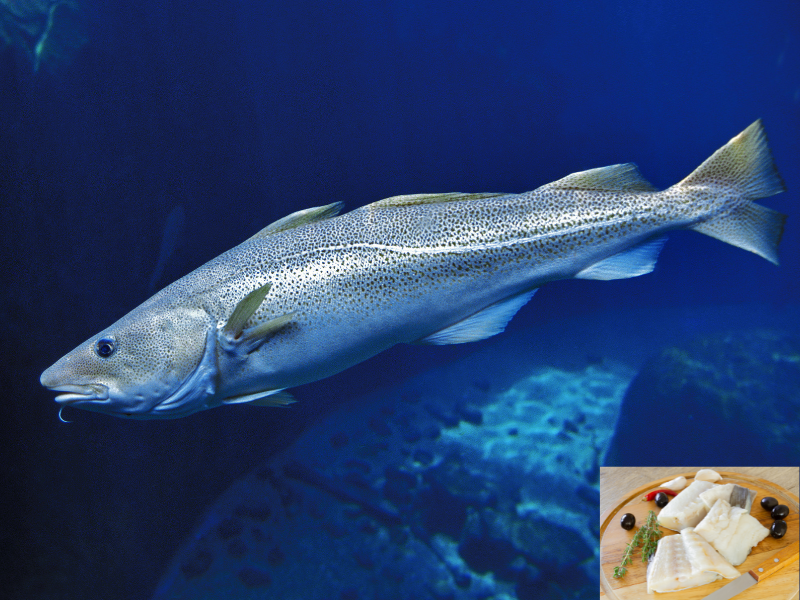 Pescado más sobreexplotado Bacalao del Atlántico 1