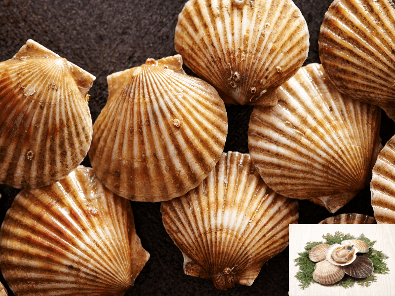 Most Overfished Fish Atlantic Sea Scallop