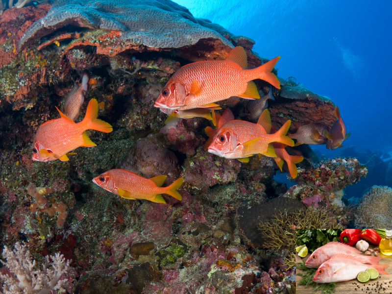 Meist überfischter Fisch Red Snapper