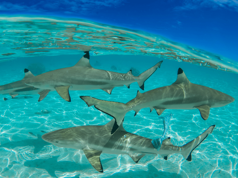 Am meisten überfischte Fische Haie