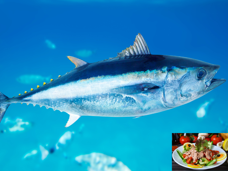 Most Overfished Fish bigeye tuna