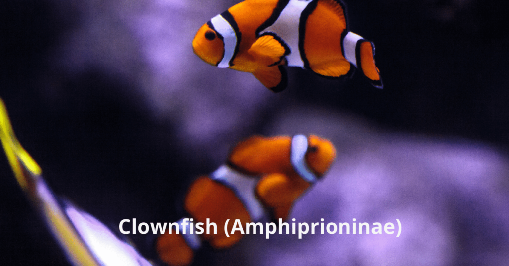 El pez más rentable para criar pez payaso Amphiprioninae