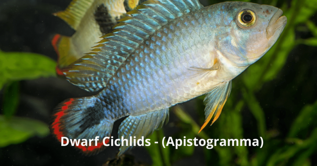 Most Profitable Fish to Breed Dwarf Cichlids