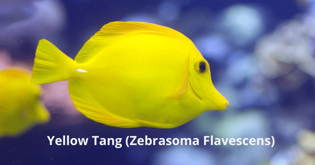 Le poisson le plus rentable pour l'élevage du Tang jaune Zebrasoma Flavescens