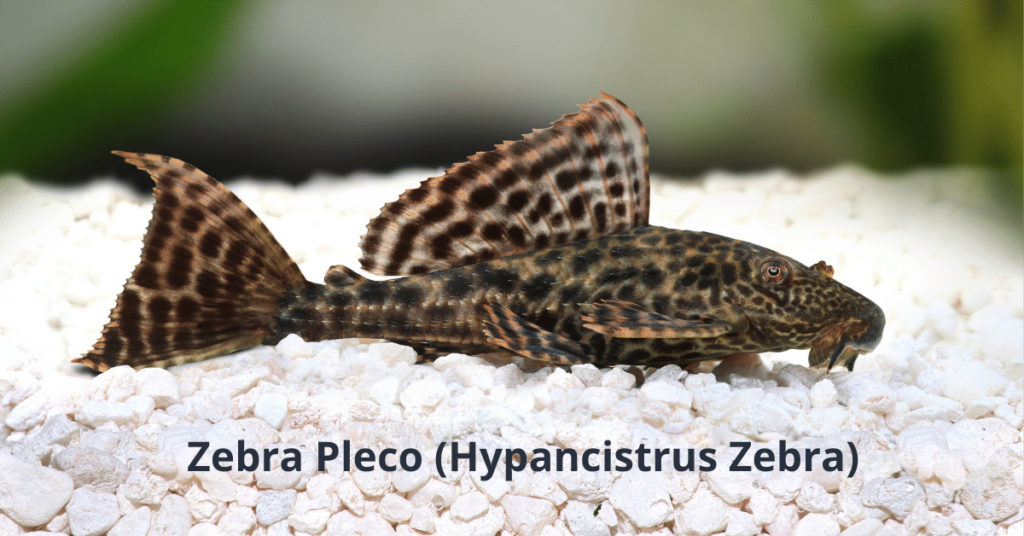 Les poissons les plus rentables pour l'élevage du Pleco zébré Hypancistrus Zebra