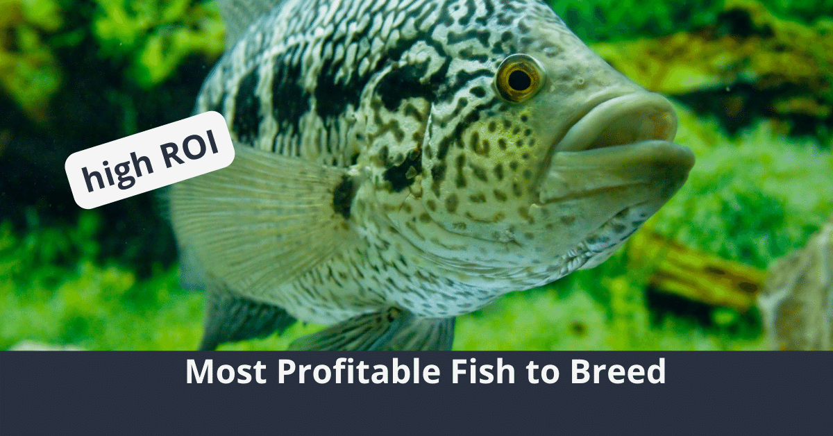 Most Profitable Fish to Breed