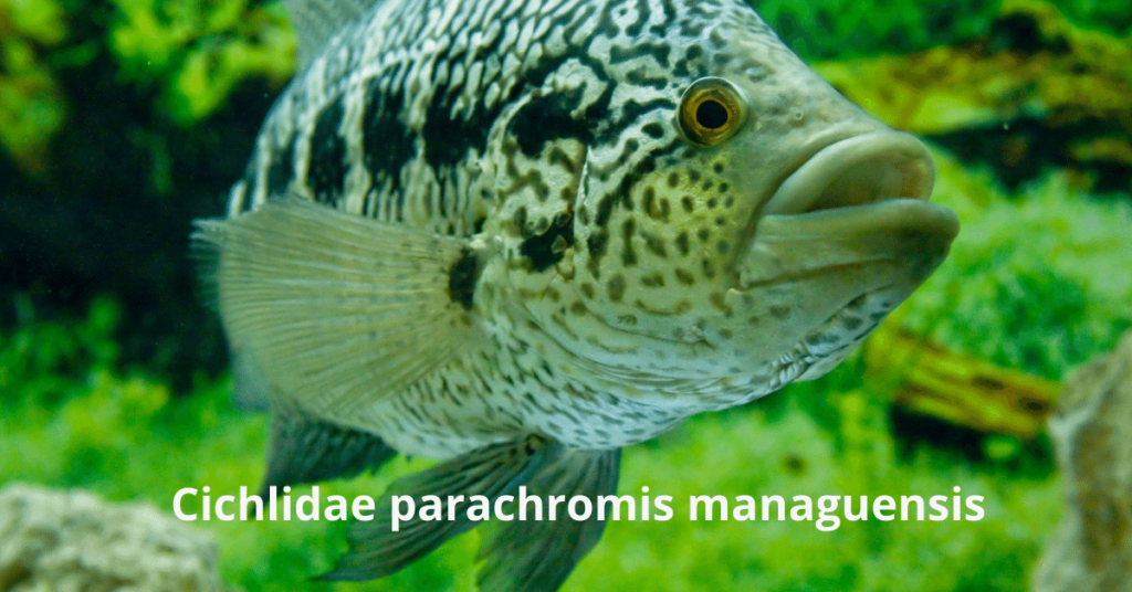 Poisson le plus rentable pour l'élevage Cichlidae parachromis managuensis