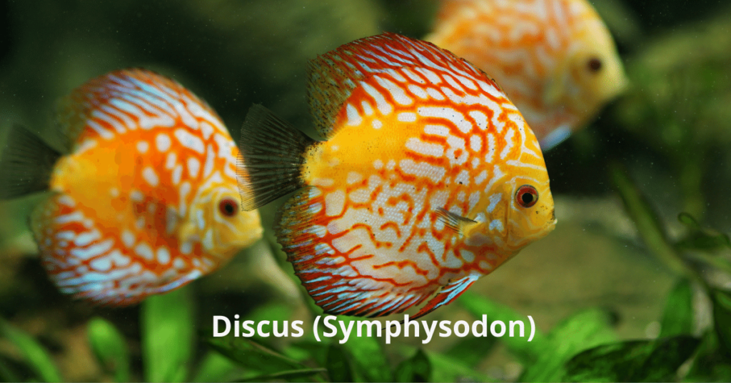 Los peces más rentables para criar Discus Symphysodon