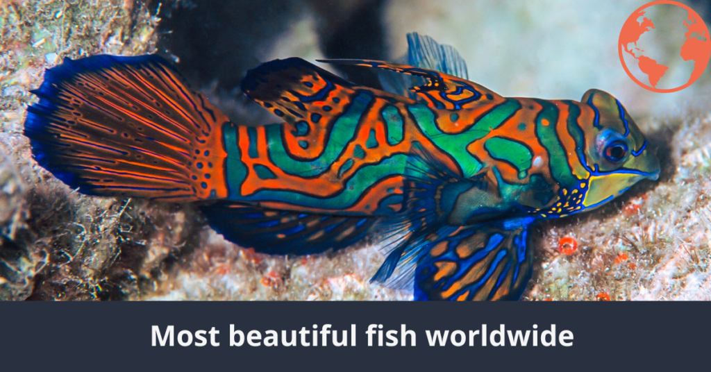 Les 10 plus beaux poissons du monde