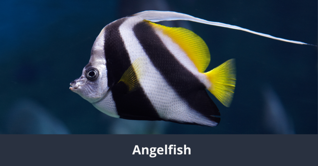Les 10 plus beaux poissons du monde Angelfish