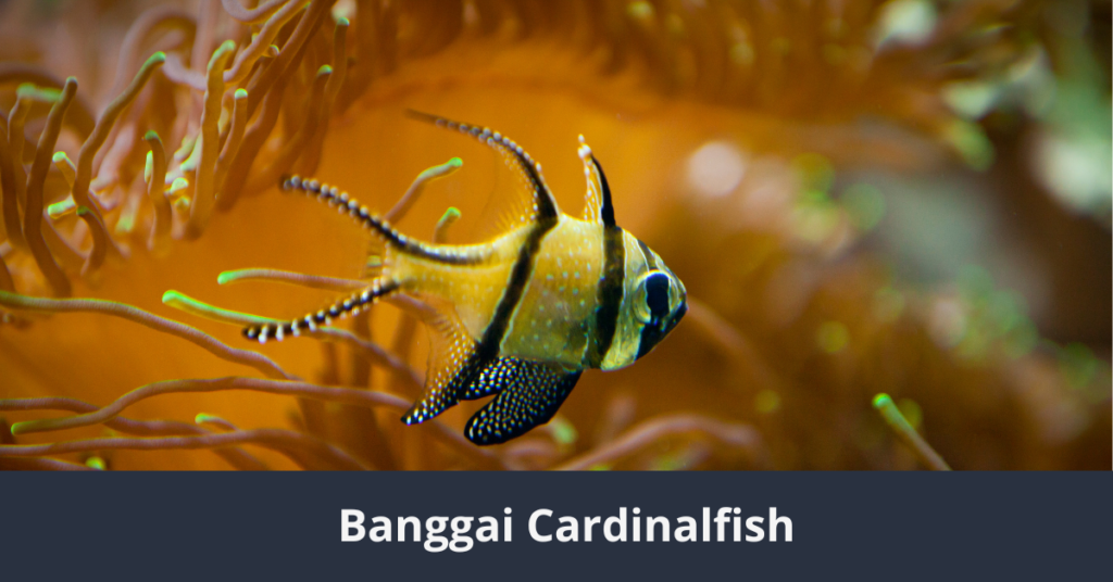 Los 10 peces más hermosos del mundo Cardenal de Banggai