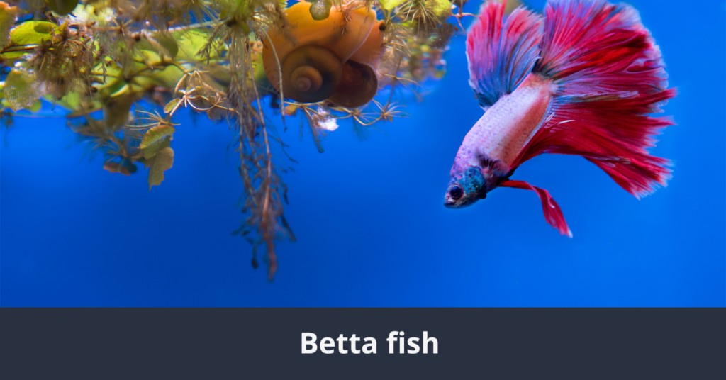 Los 10 peces más bonitos del mundo Pez Betta