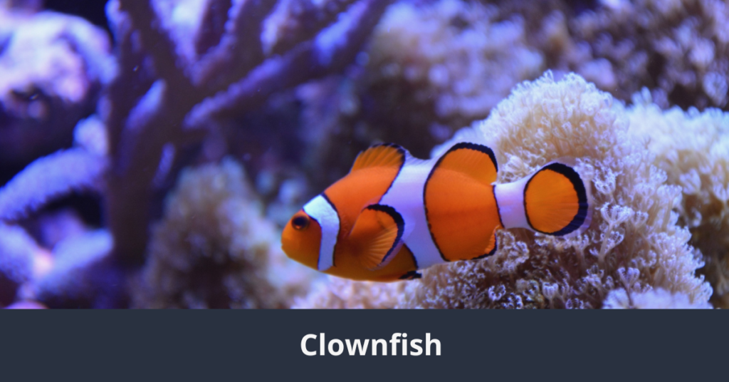 One of the 10 Most Beautiful Fish in the World: Clownfish