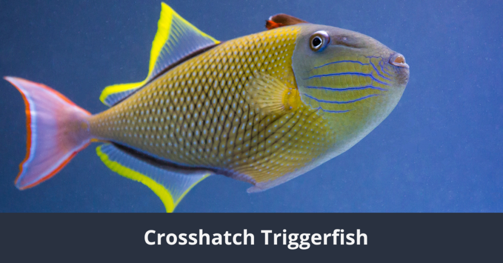 Uno de los 10 peces más hermosos del mundo: Triggerfish Crosshatch