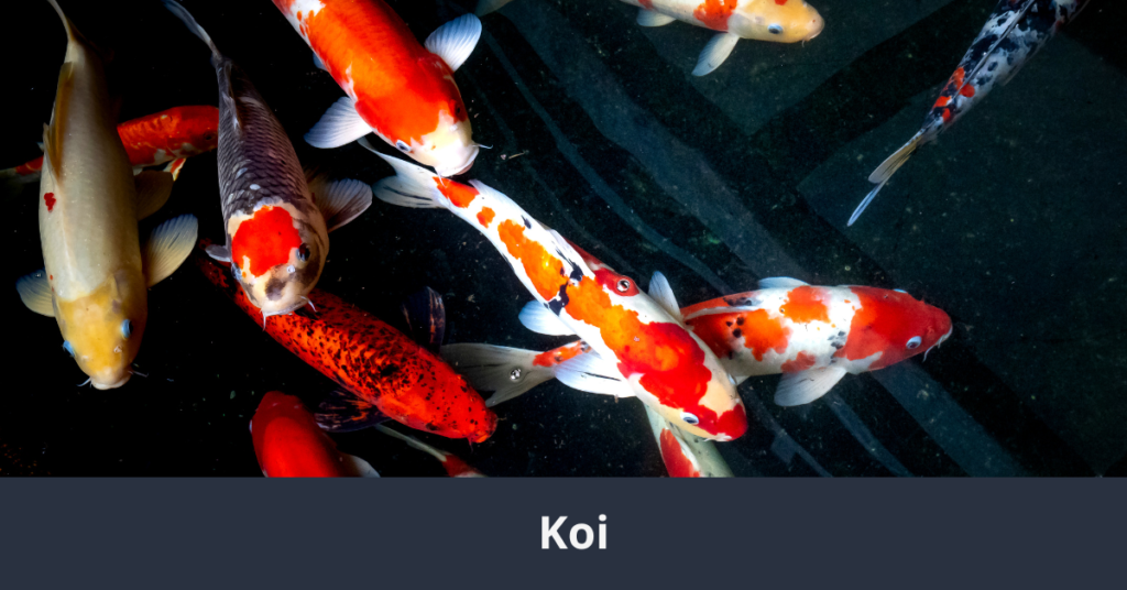 L'un des 10 plus beaux poissons du monde : le koi