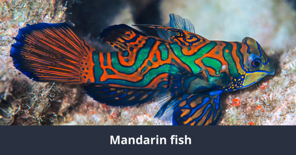 Uno de los 10 peces más bellos del mundo: el pez mandarín