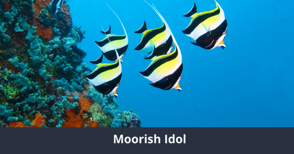 L'un des 10 plus beaux poissons du monde : Moorish Idol