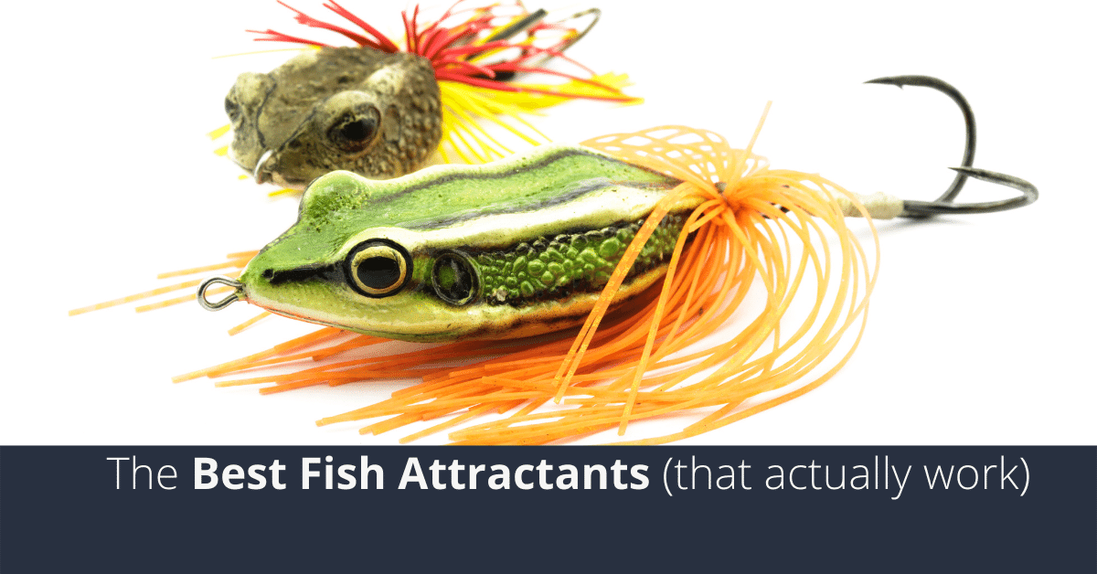 Best Fish Attractants