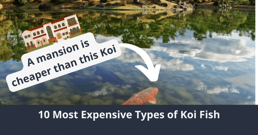 Die 10 teuersten Arten von Koi-Fischen