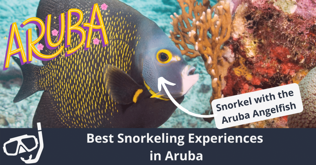 Meilleures expériences de plongée en apnée à Aruba