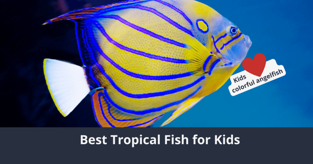 Los mejores peces tropicales para niños