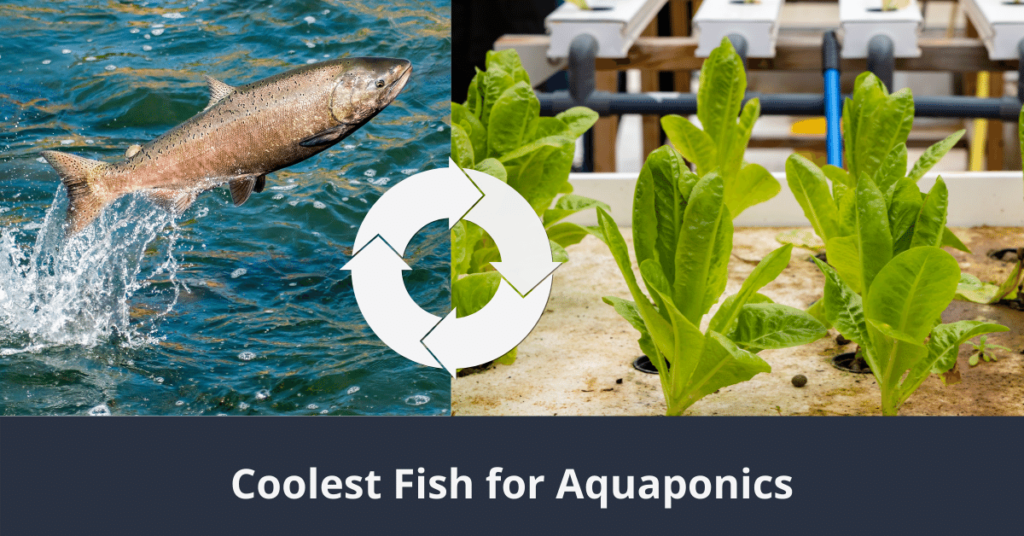 Coolster Fisch für Aquaponik