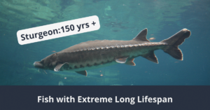 Pescado con la vida útil más larga