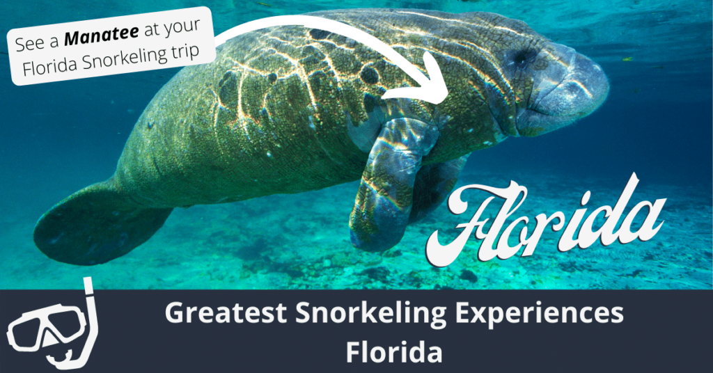 Les meilleures expériences de plongée en apnée en Floride
