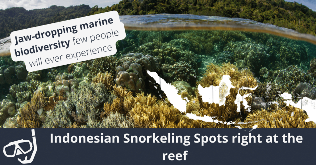 Spots de plongée en apnée indonésiens sur le récif