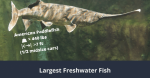 Größter Süßwasserfisch