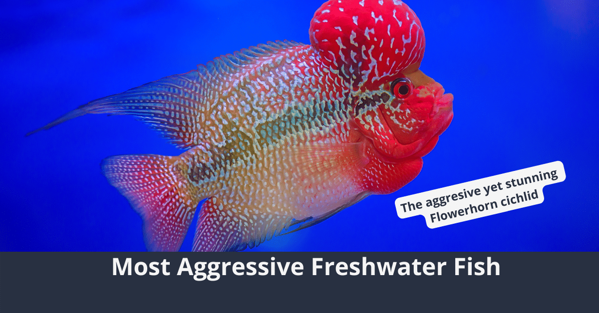 Los peces de agua dulce más agresivos