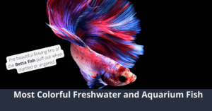 Los peces de agua dulce y de acuario más coloridos