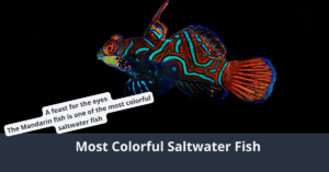 Les poissons d'eau salée les plus colorés