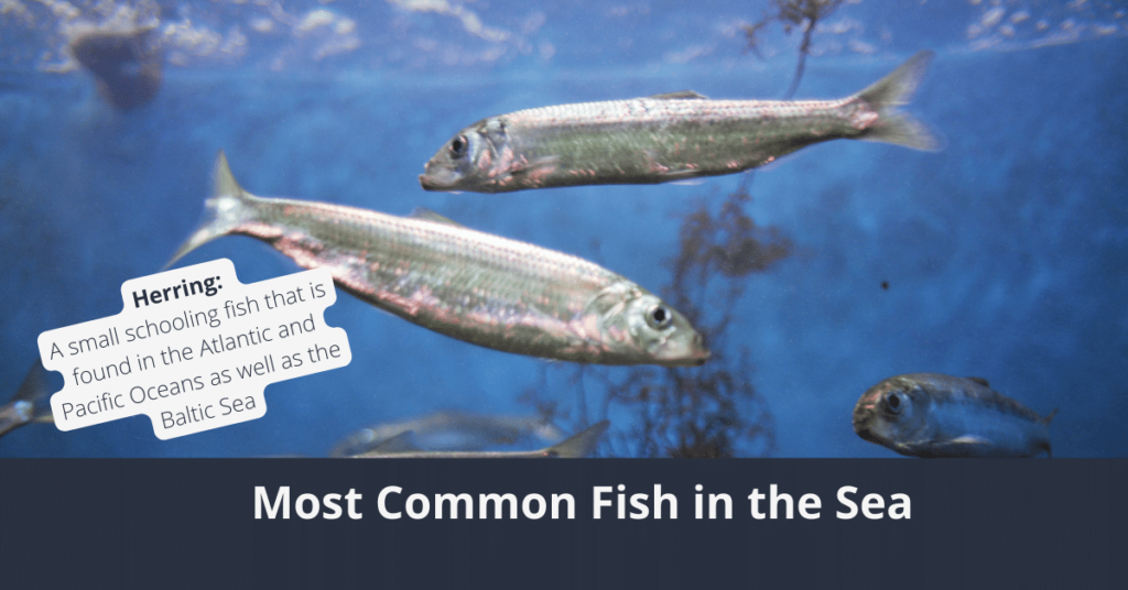 Peces más comunes en el mar