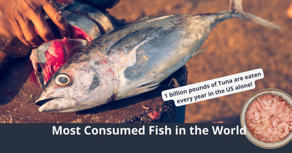 Pescado más consumido en el mundo