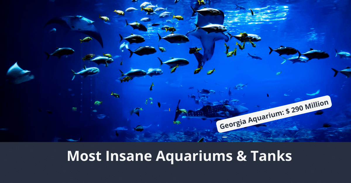 Die verrücktesten Aquarien und teuren Aquarien